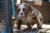 American Bandogge filhote olhando
