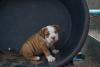 American Bandogge filhote sentado