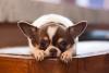 Chihuahua tristonho deitado