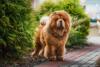 Chow Chow perto de abustro