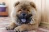 Chow Chow com língua azul de fora