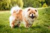 Chow Chow andando pelo parque