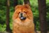 Chow Chow com língua de fora