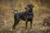 Doberman olhando para o lado