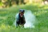 Doberman com dentes à mostra
