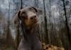 Doberman olhando para frente