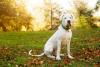 Dogo Argentino sentado no parque