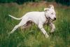 Dogo Argentino filhote pulando no parque