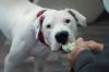 Dogo Argentino brincando de cabo de guerra