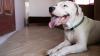 Dogo Argentino em casa com língua de fora