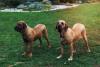 Dois Fila Brasileiro lado a lado