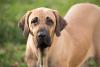 Fila Brasileiro olhando para frente