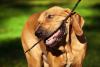 Fila Brasileiro mordendo graveto
