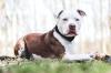 Cachorro mais bravo do mundo Pitbull com semblante sério