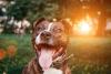 Pitbull feliz no parque