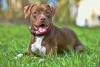 Pitbull sentado na grama