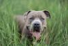 Pitbull escondido atrás da grama