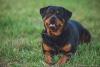Rottweiler deitado na grama