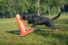 Rottweiler mordendo cone