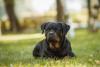 Rottweiler deitado na grama