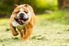 Bulldog Inglês passeando