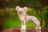 Cão de Crista Chinês sob as quatro patas
