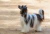Cão de Crista Chinês olhando para cima