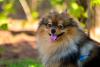 Lulu da Pomerânia com a língua de fora