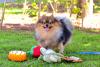 Lulu da Pomerânia com brinquedos