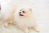 Lulu da Pomerânia deitado no chão