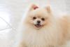 Lulu da Pomerânia com lacinho na cabeça