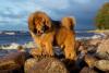 Mastim Tibetano parado em cima de pedras com mar de fundo