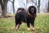 Mastim Tibetano preto passeando pelo parque