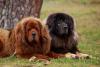 Dois cães Mastim Tibetano deitados juntos