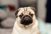 Pug com cara triste