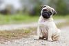 Pug sentado ao ar livre