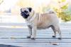 Pug andando na rua