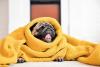 Pug envolto em cobertor amarelo