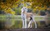 Saluki em pé no parque