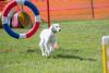 Saluki fazendo circuito