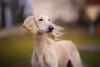 Saluki ao ar livre