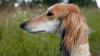 Saluki olhando para frente