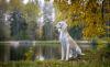 Saluki sentado no parque