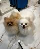 Cachorrinhos da influencer Viih Tube
