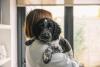 Cocker Spaniel no colo da dona