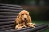 Cocker Spaniel deitado no banco