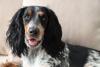 Cocker Spaniel com língua de fora