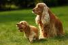 Cocker Spaniel filhote ao lado da mãe