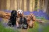 Vários cachorros Cocker Spaniel juntos
