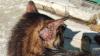 Gato com esporotricose